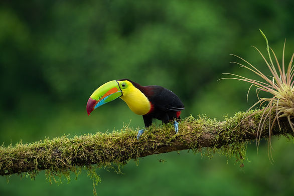Home_toucan (1 of 1).jpg