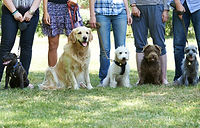Group of dogs on leads