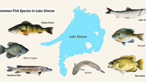Exploring Lake Simcoe’s Fish Communities and Their Challenges Facing Plastic Pollution