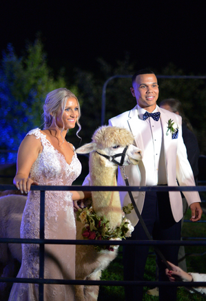 Alpaca with Bride and Groom