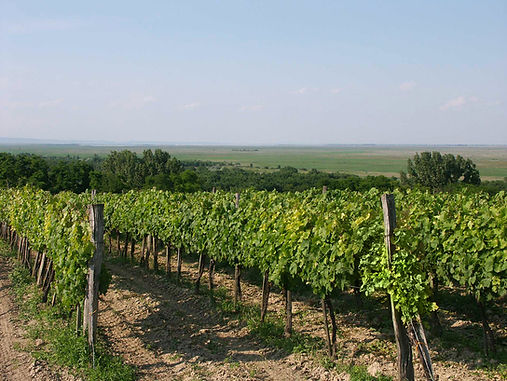 sopron winery.jpg