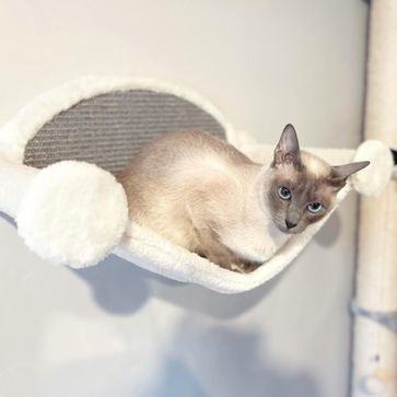 Siamese Breeder | Siamese Kittens | Surrey, UK