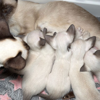 Nala's five chocolate point Siamese kittens at four weeks — Siam-Amor The House of Siamese