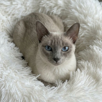 Aurora Calla Lily, a SIAM-AMOR Blue Point Siamese Queen at The House of Siamese in Surrey UK