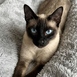 Siamese cat with striking blue eyes. GCCF registered Siamese breeder The House of Siamese Surrey