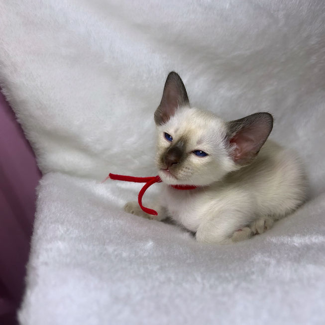 SIAM-AMOR Chocolate Point Siamese kitten, The House of Siamese Surrey UK