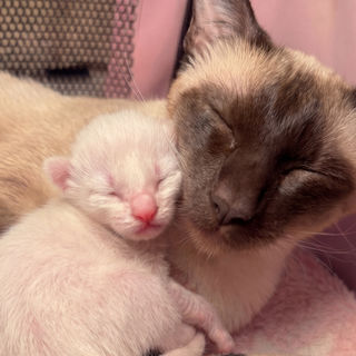 The House of Siamese waiting list and kitten enquiry journey — Siam-Amor Kittens
