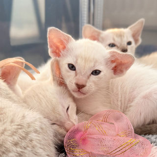 Four-week-old Siam-Amor Siamese kittens — The House of Siamese Surrey UK