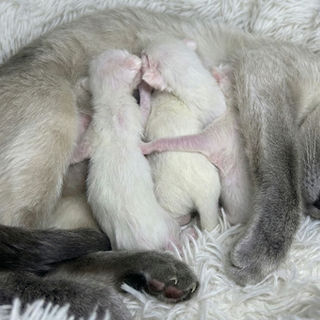Buying a pedigree Siamese kitten UK — The House of Siamese guide