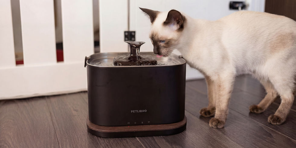Cat drinking from Petlibro water fountain — The House of Siamese cat hydration guide