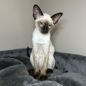 Siamese Breeder | Siamese Kittens | Surrey, UK