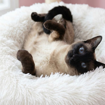 Ivy Viola Bluebell, a SIAM-AMOR Seal Point Siamese Queen at The House of Siamese in Surrey UK