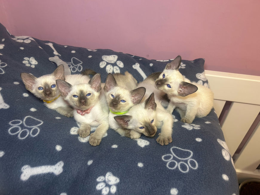 SIAM-AMOR Chocolate Point Siamese kittens, The House of Siamese Surrey UK