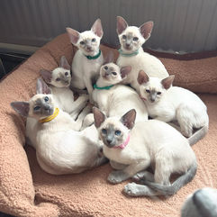 Siamese Breeder | Siamese Kittens | Surrey, UK