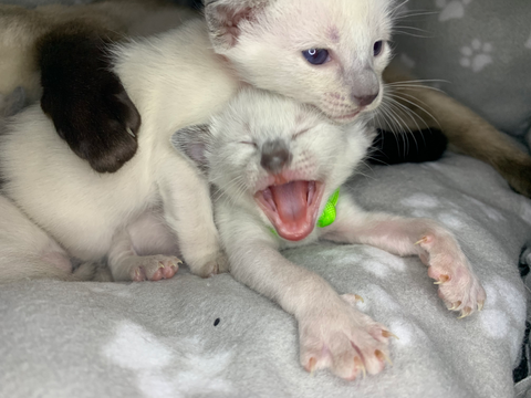 Siamese Breeder | Siamese Kittens | Surrey, UK