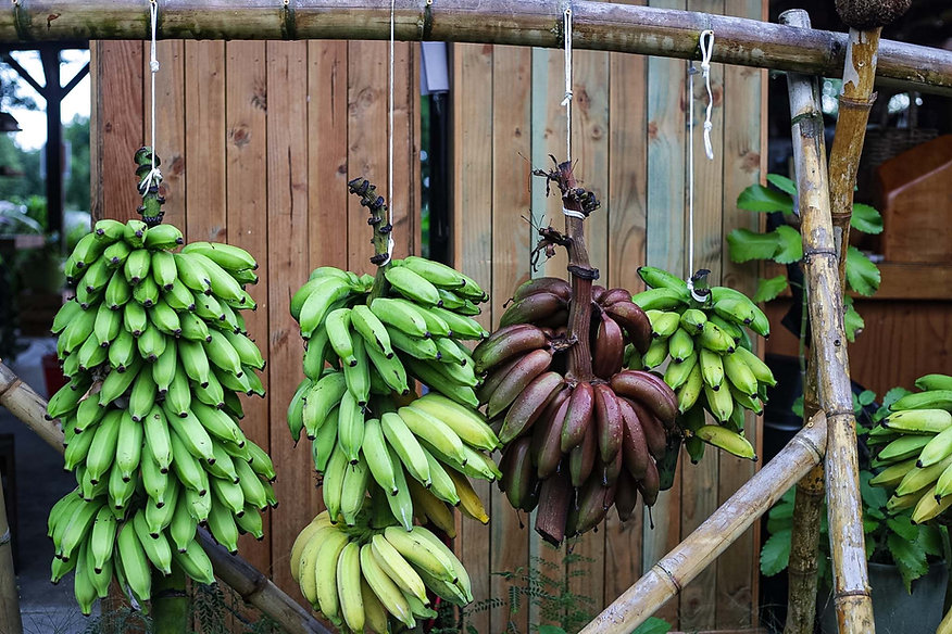 Rack of bananas at Hana Farms stand