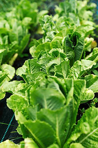 Farmfreshgreens.jpeg