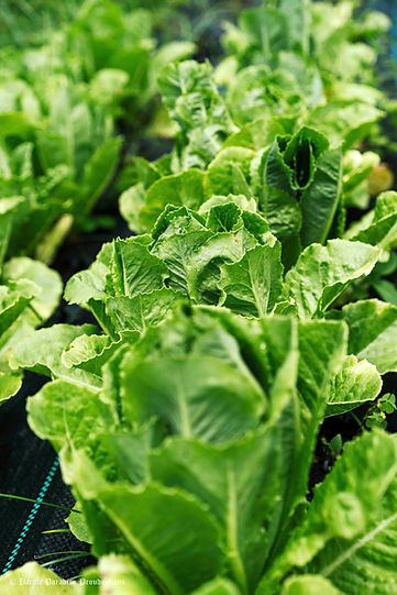 Farmfreshgreens.jpeg