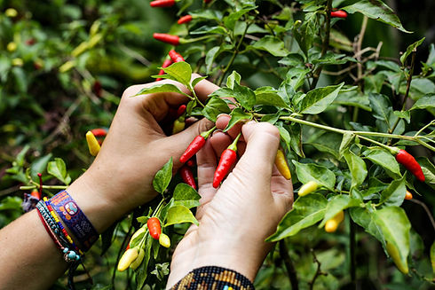 Hand-Picked-Hawaiian-Peppers-at-Hana_far
