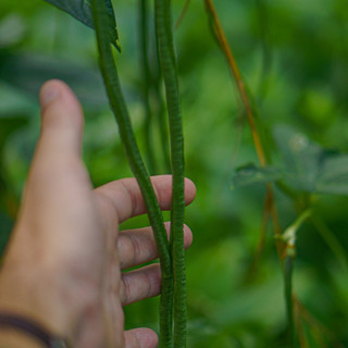 Hana Farms Green Beans
