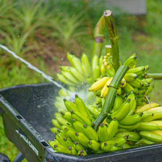 Hana Farms Banana Rack