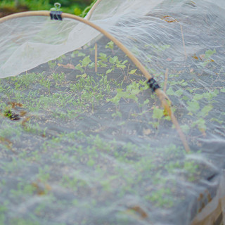 Hana Farms Nursery