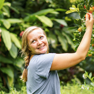 Hana Farms Work-trader Harvest
