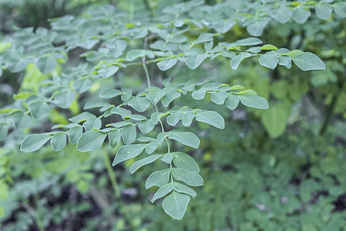 Hana-farms-moringa.jpeg