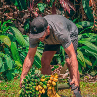 Hana Farms Work Trader and Banana Bundle