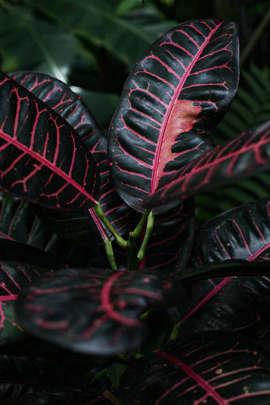 D128A71E-2663-432F-BDBD-B5E69E6C01FD.jpe