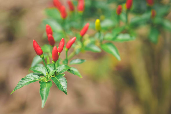 Hana Farms Hawaiian Chili Pepper