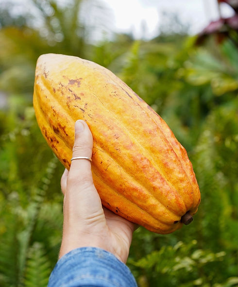Cacao.jpeg