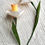 Thumbnail: Handmade Paper Flowers - Daffodils 