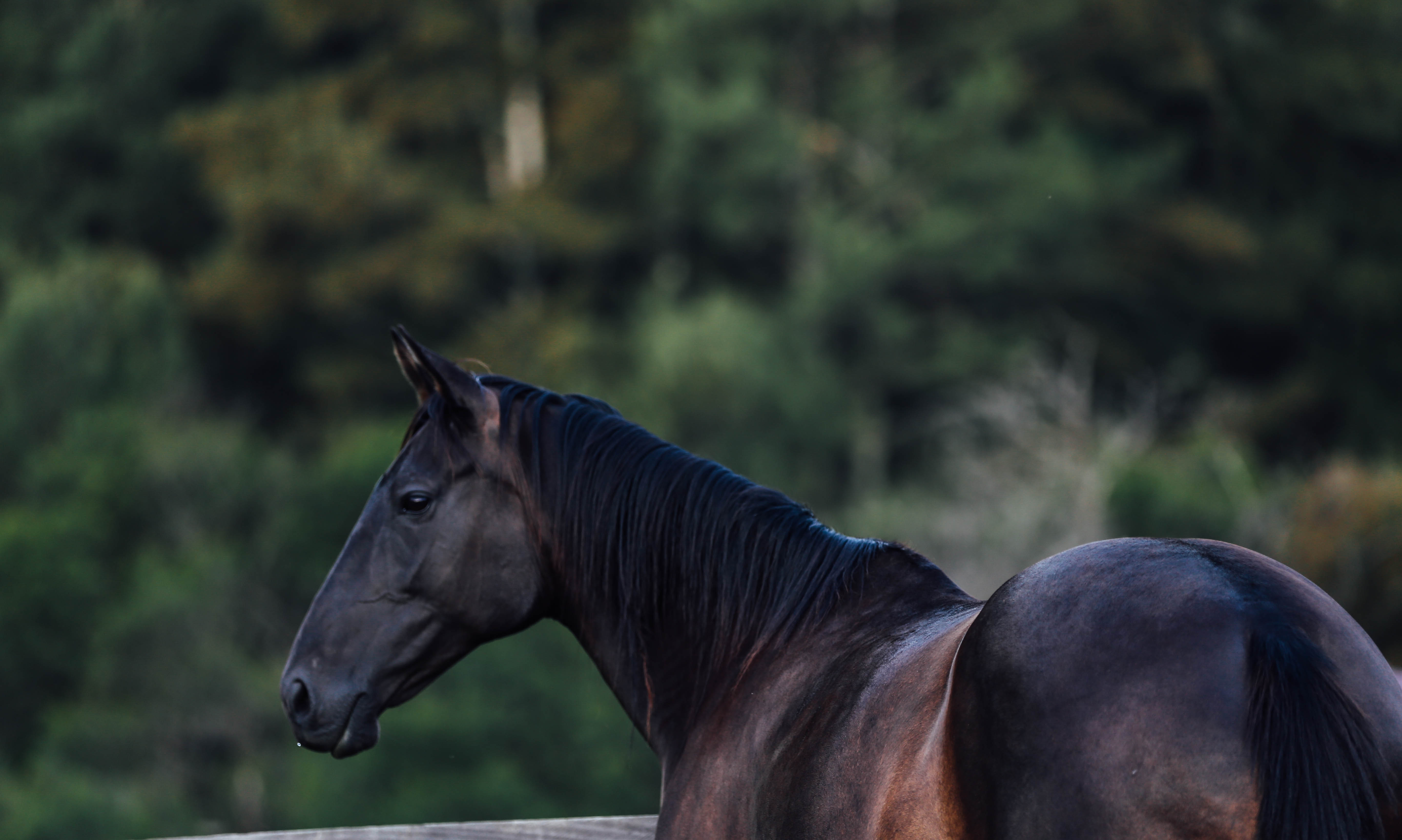 Horse Riding Kangaroo Valley l South Coast NSW