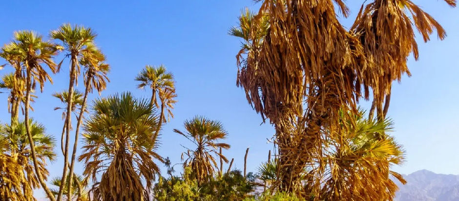 PALME