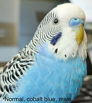 normal cobalt blue budgie mutation