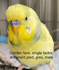 golden face single factor dominant pied budgie mutation