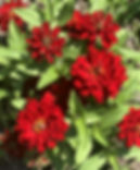 Zinnia closeup.JPG