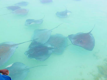 Stingray-city-3.jpg