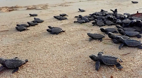 turtle-two.jpg