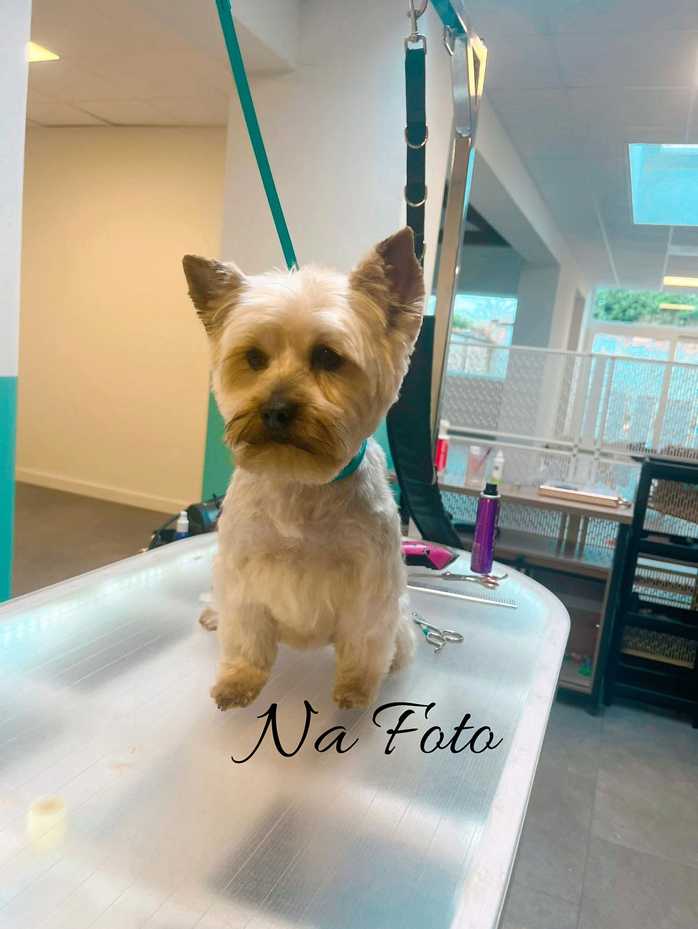 425817088_122133846974057495_5870269264219545317_n_edited