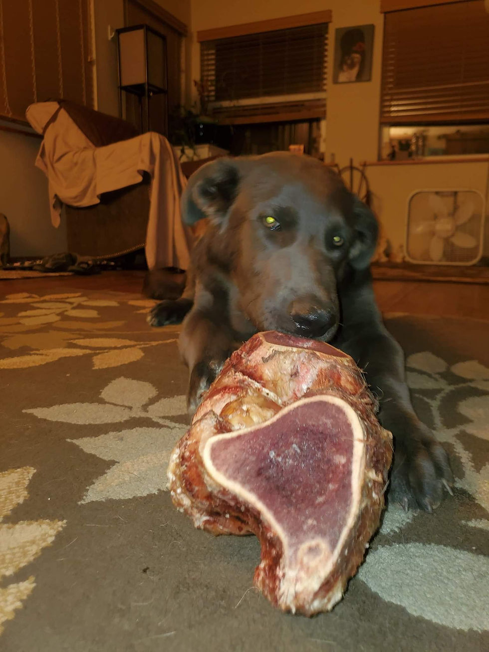 Dogs love to chew raw meaty bones for the yummy taste, mental stimulation, and because gnawing is great exercise for their jaw muscles