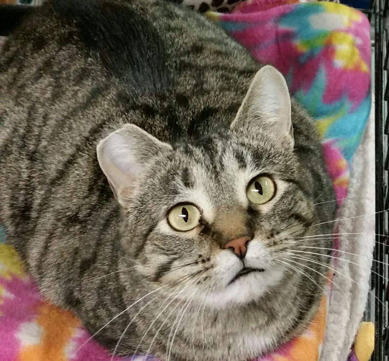 Paisley