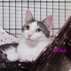 VIVIAN