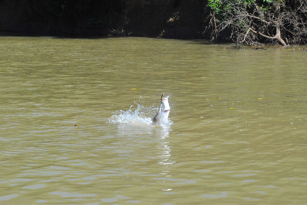 cooroberee billabong, Barramundi jumping and splashing mid-air after being hooked in murky creek water near the bank