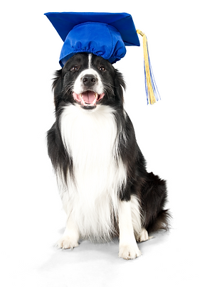 Untitled design (4).png