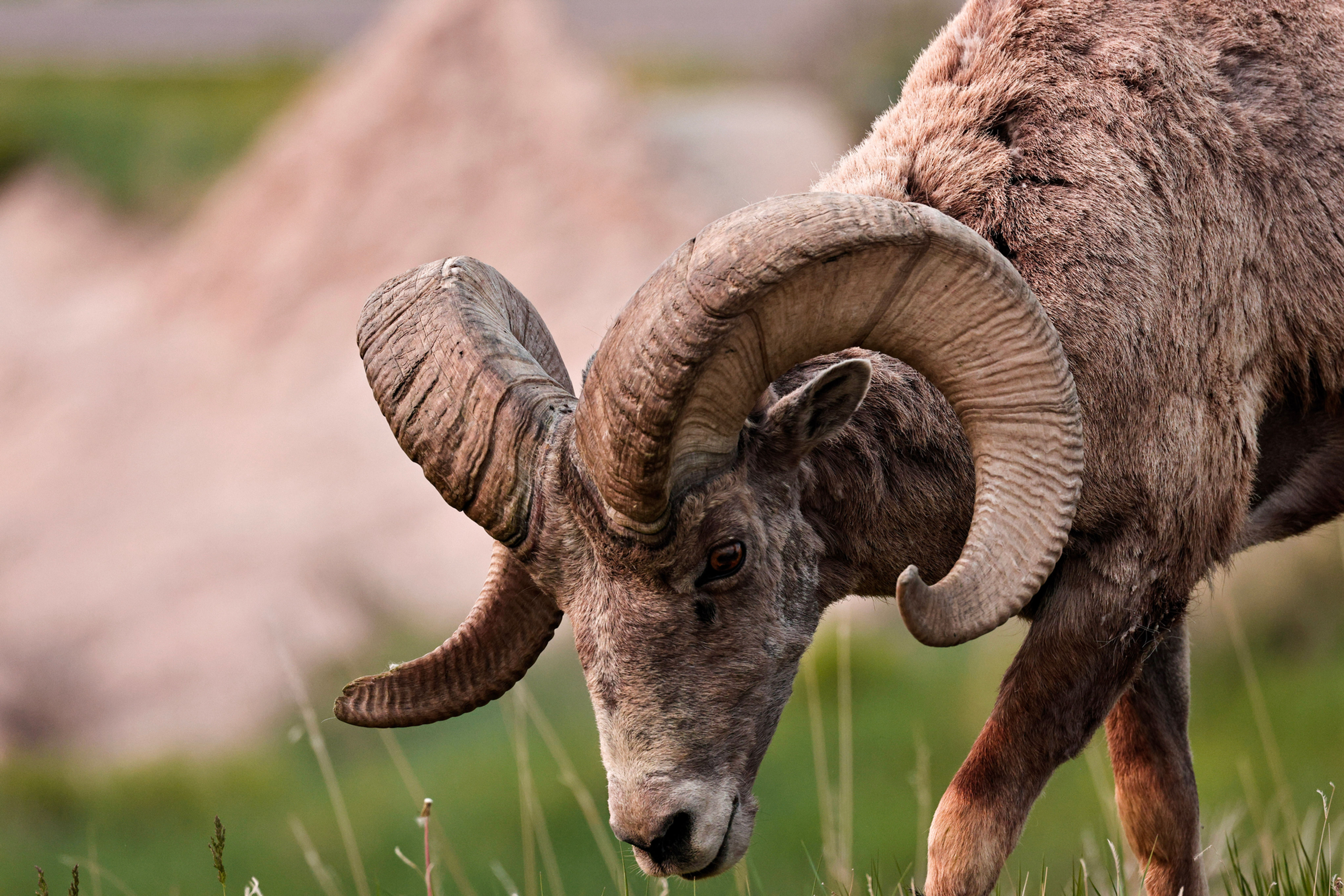 Bighorn sheep grazing on grass in a rocky mountainous terrain, its distinctive curved horns and woolly coat visible.