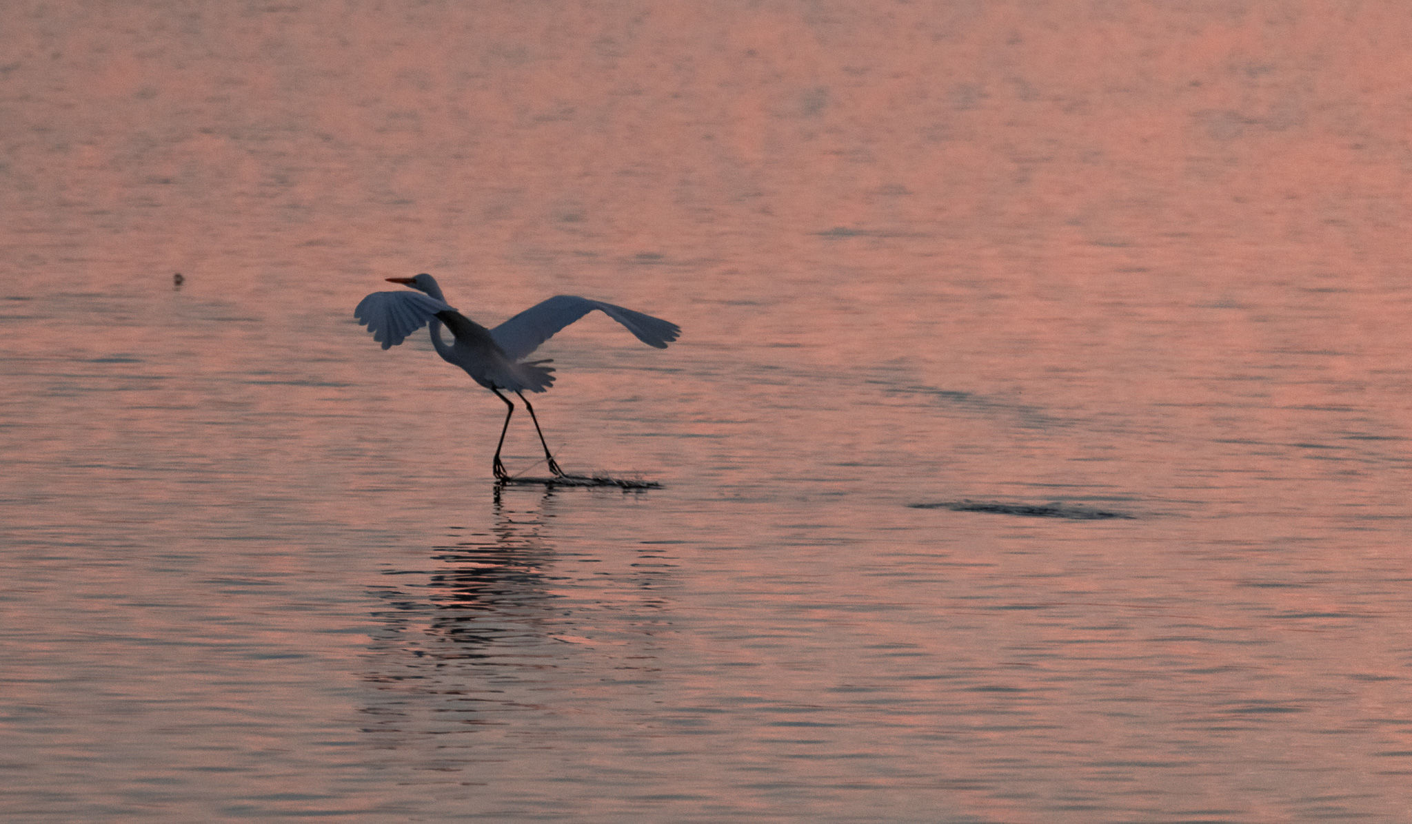 Egret taking off from the ocean with pinkish hues in the sky, its wings spread wide and water droplets trailing behind.