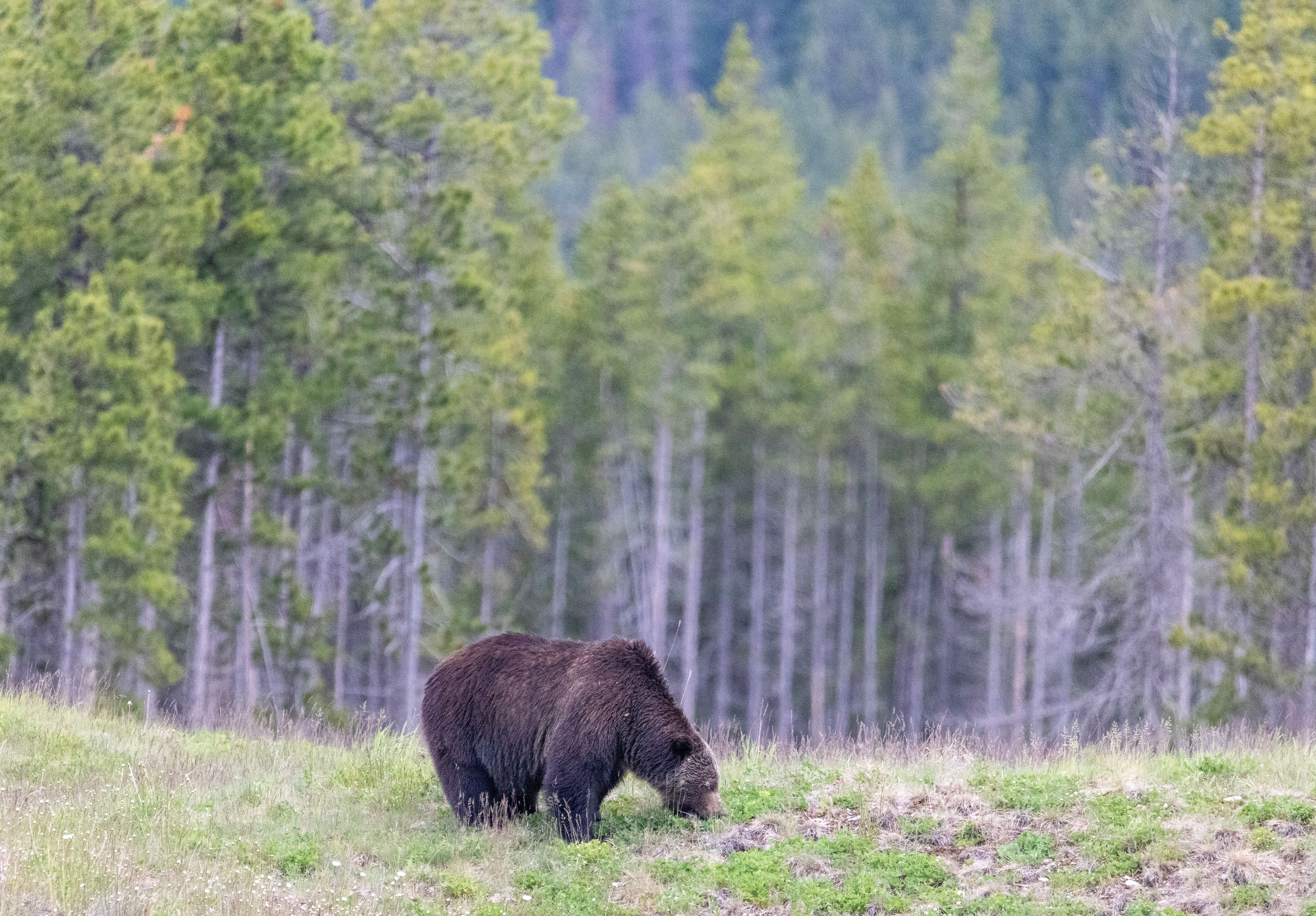 Grizzly bear munching on vegetation in a dense forest, surrounded by greenery and dappled sunlight.