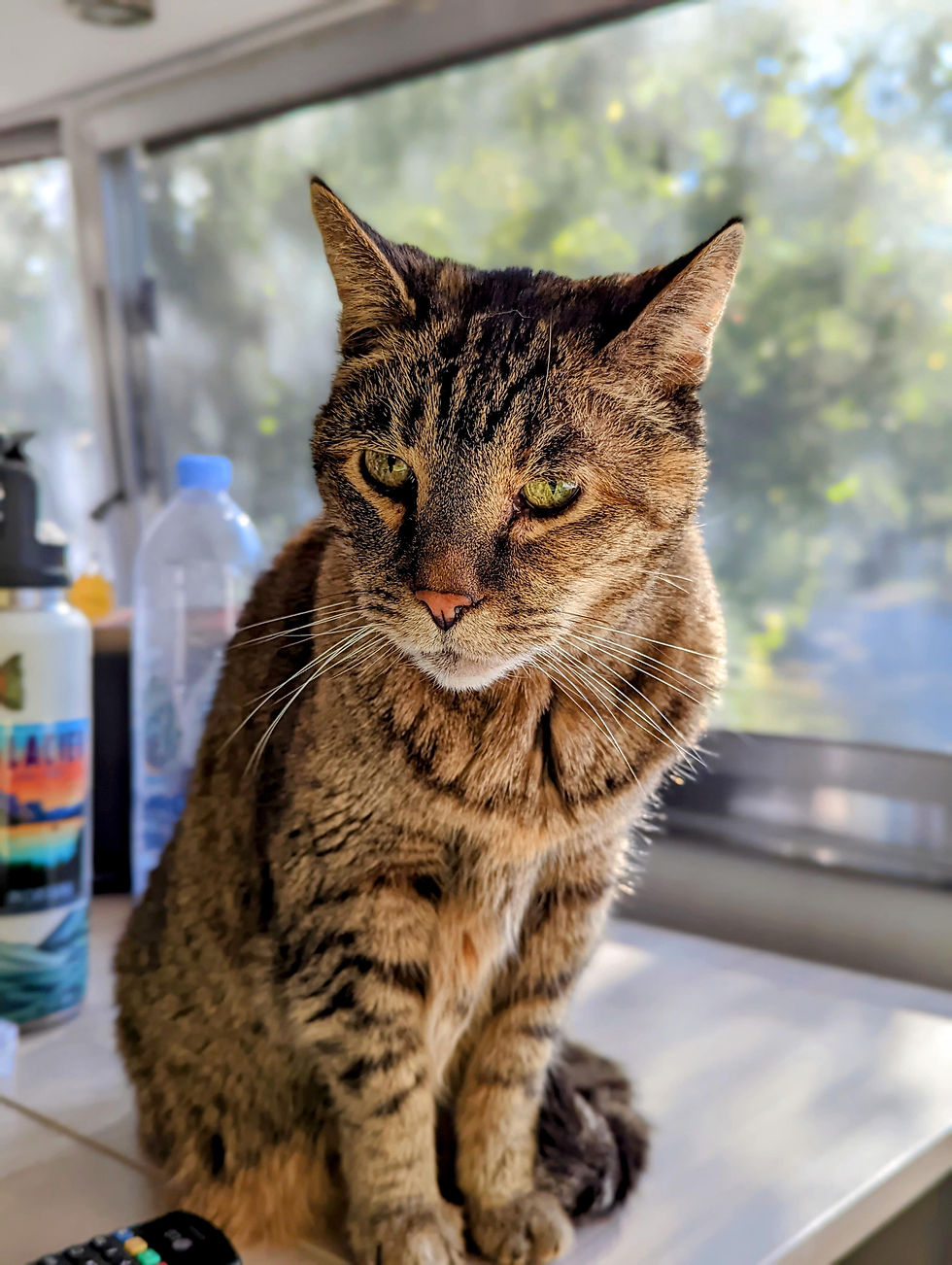 Tabby cat sitting on a table, looking calm. Sunlit window and greenery in the background. Water bottle and remote visible nearby.